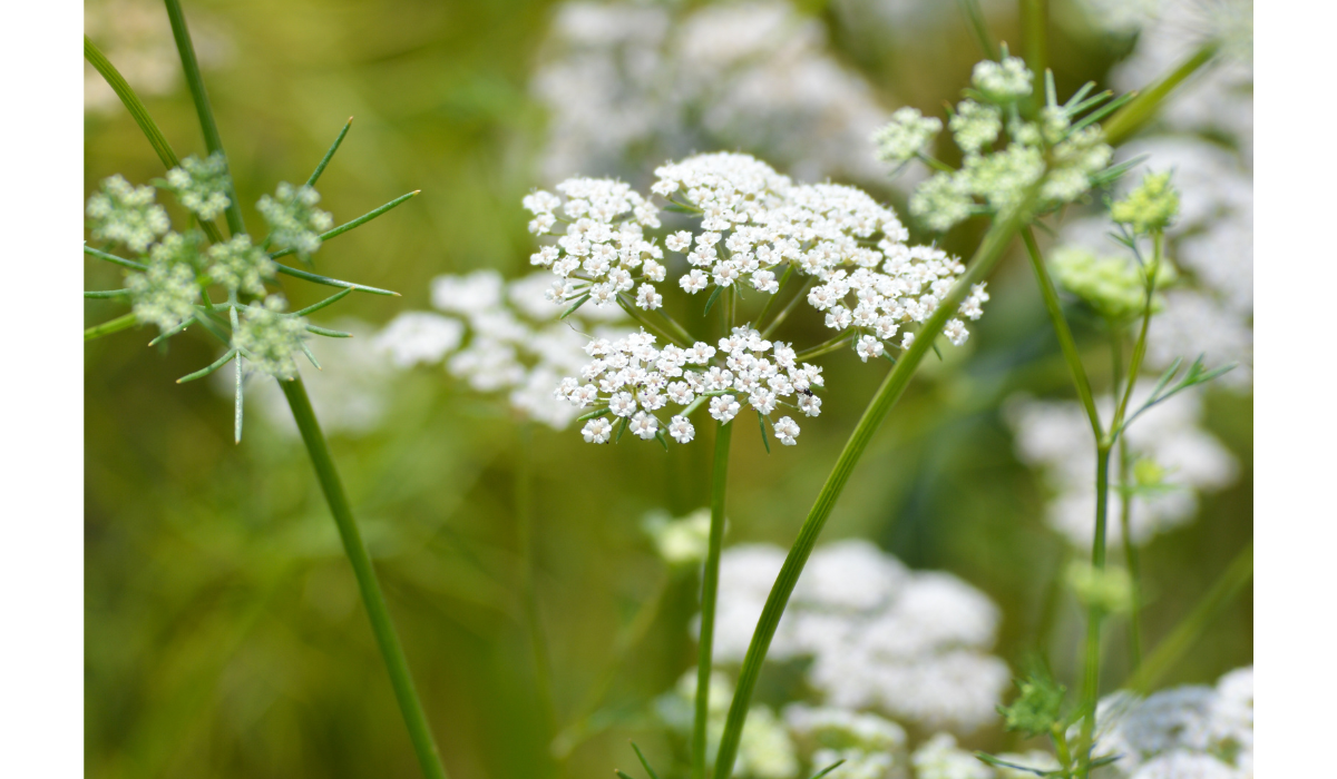 Where Cumin is Grown: A Comprehensive Guide