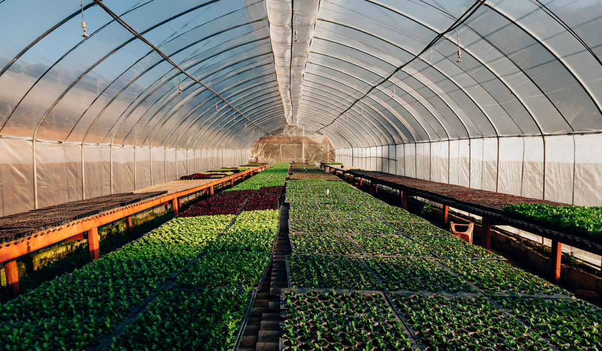 Hydroponics: An Introduction