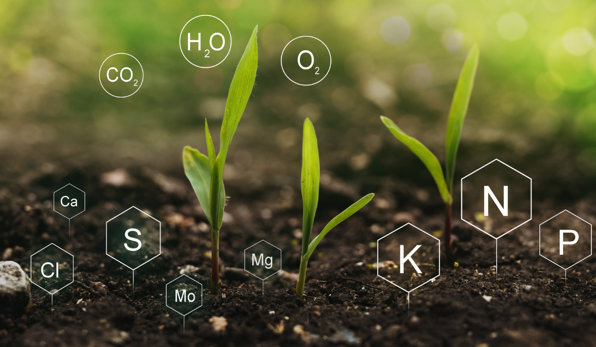 Main Functions of Plant Nutrient